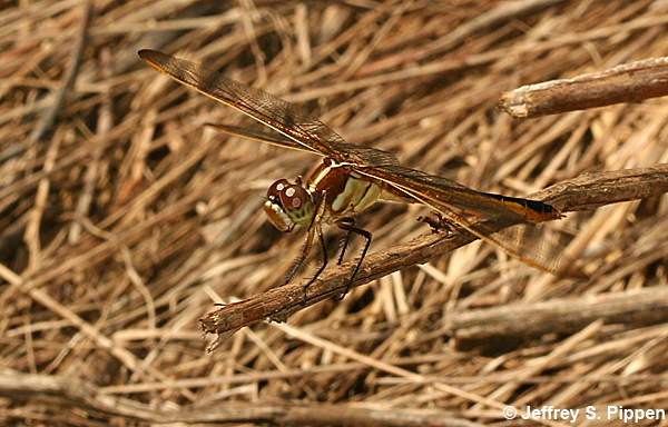 Golden-winged Skimmer (Libellula auripennis)