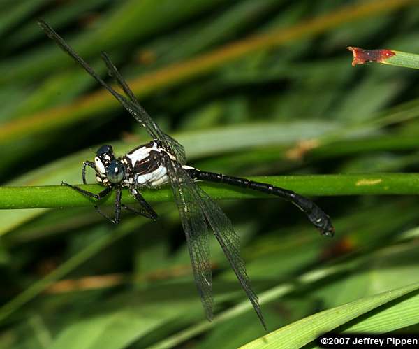 Grappletail (Octogomphus specularis)