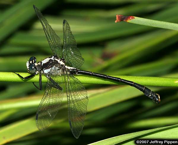 Grappletail (Octogomphus specularis)