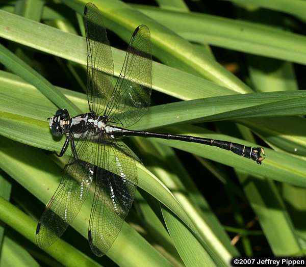 Grappletail (Octogomphus specularis)