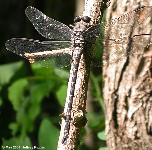 Gray Petaltail (Tachyopteryx thoreyi)