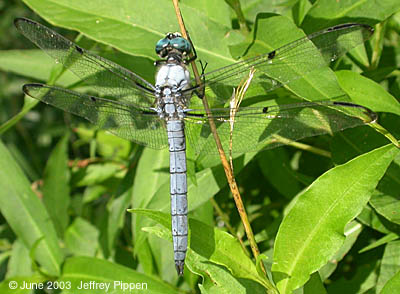 Great Blue Skimmer (Libellula vibrans)