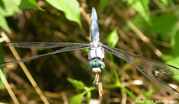 Great Blue Skimmer (Libellula vibrans)