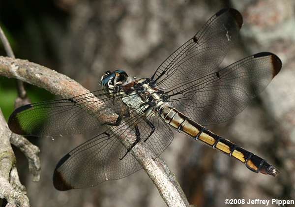 Great Blue Skimmer (Libellula vibrans)
