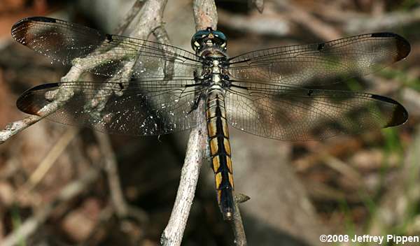 Great Blue Skimmer (Libellula vibrans)