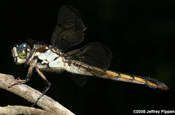 Great Blue Skimmer (Libellula vibrans)