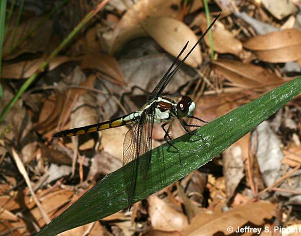 Great Blue Skimmer (Libellula vibrans)