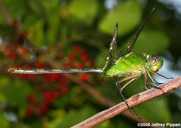 Great Pondhawk (Erythemis vesiculosa)