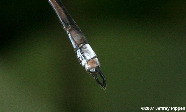 Great Spreadwing (Archilestes grandis)