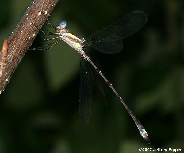 Great Spreadwing (Archilestes grandis)