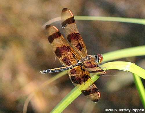 Halloween Pennant (Celithemis eponina)