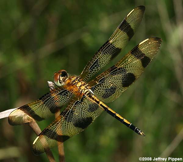 Halloween Pennant (Celithemis eponina)