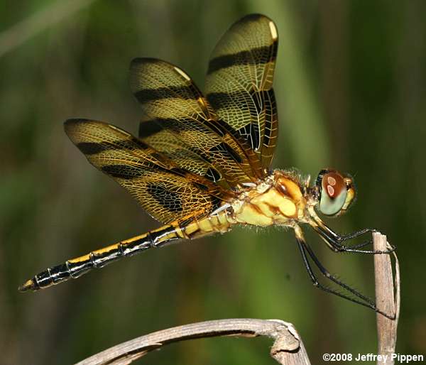 Halloween Pennant (Celithemis eponina)