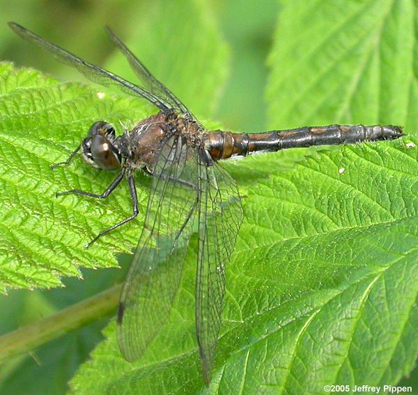 Hudsonian Whiteface (Leucorrhinia hudsonica)