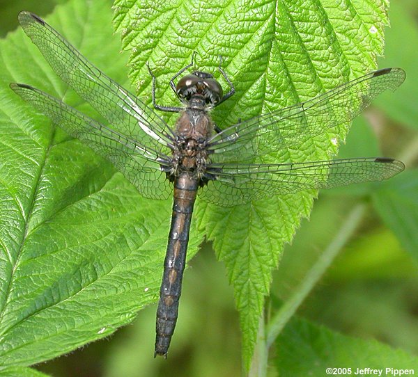 Hudsonian Whiteface (Leucorrhinia hudsonica)