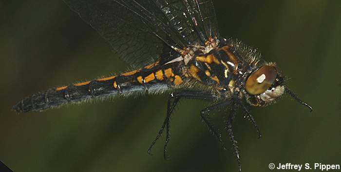 Hudsonian Whiteface (Leucorrhinia hudsonica)
