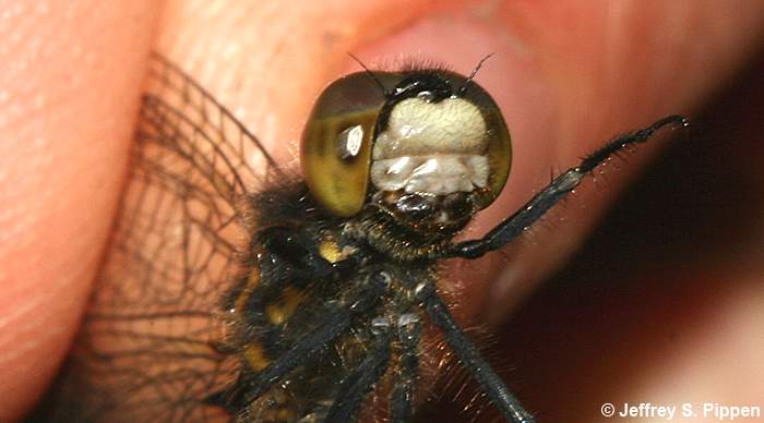 Hudsonian Whiteface (Leucorrhinia hudsonica)