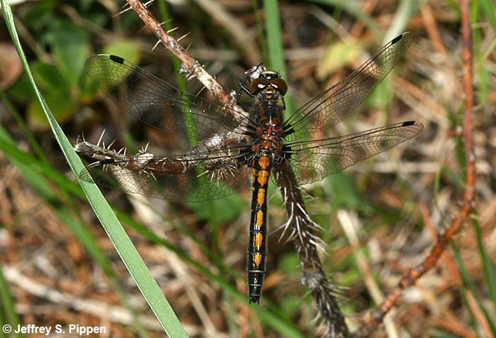 Hudsonian Whiteface (Leucorrhinia hudsonica)