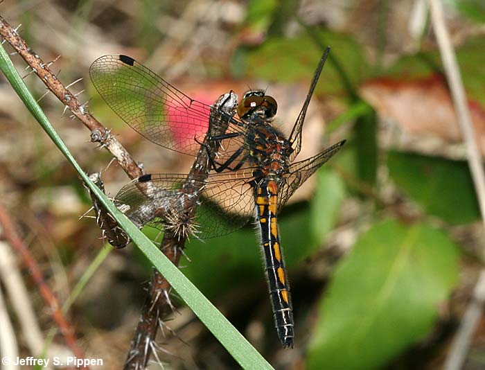 Hudsonian Whiteface (Leucorrhinia hudsonica)