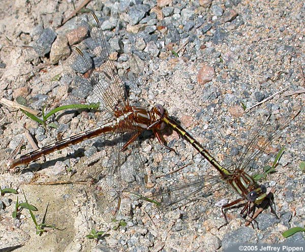 Lancet Clubtail (Gomphus exilis)