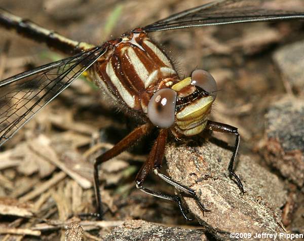 Lancet Clubtail (Gomphus exilis)