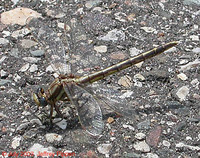 Lancet Clubtail (Gomphus exilis)