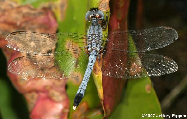Little Blue Dragonlet (Erythrodiplax minuscula)