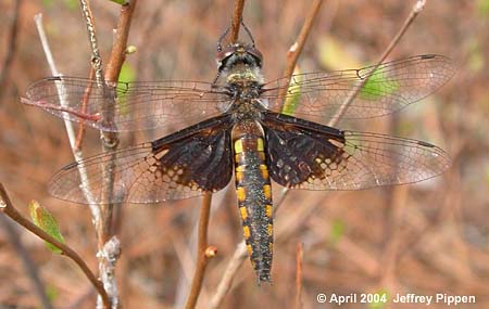 Mantled Baskettail (Epitheca semiaquea)
