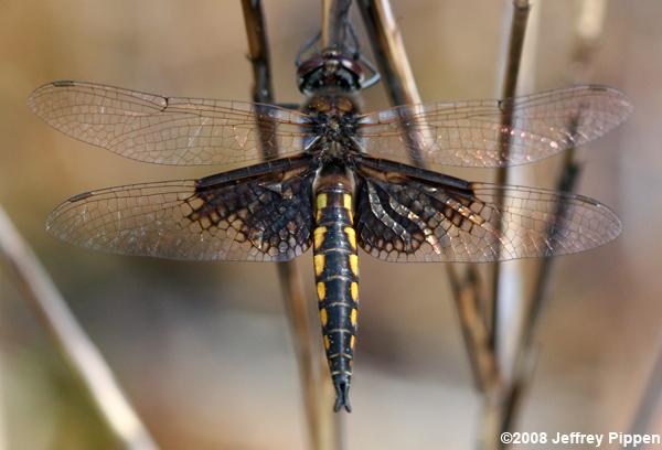 Mantled Baskettail (Epitheca semiaquea)
