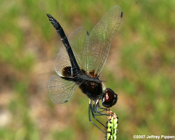 Marl Pennant (Macrodiplax balteata)