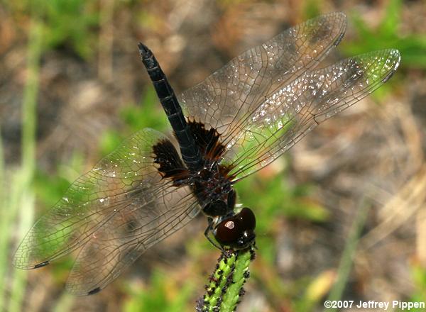 Marl Pennant (Macrodiplax balteata)