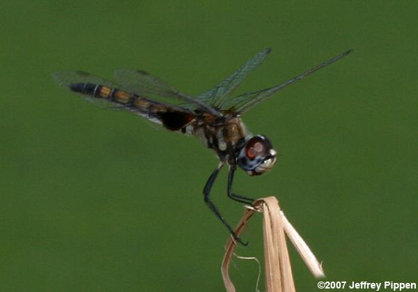 Marl Pennant (Macrodiplax balteata)