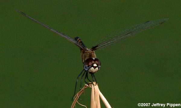 Marl Pennant (Macrodiplax balteata)