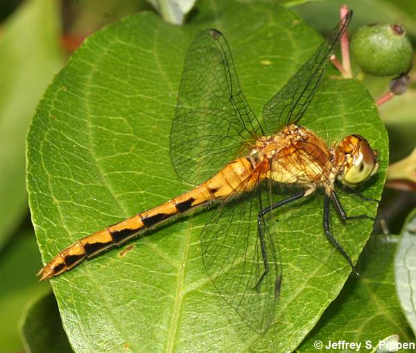female meadowhawk