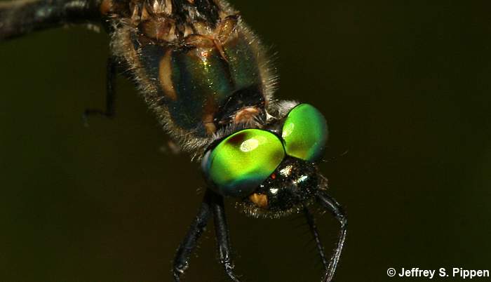 Mountain Emerald (Somatochlora semicircularis)