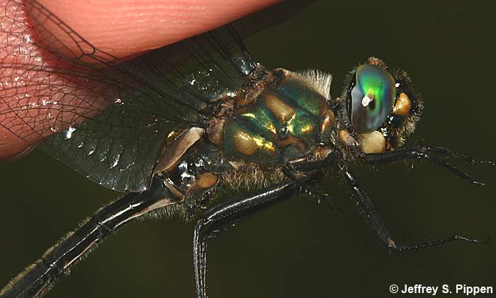 Mountain Emerald (Somatochlora semicircularis)