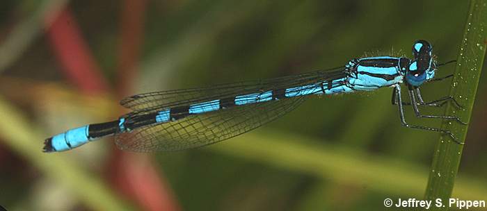 Northern Bluet (Enallagma annexum)
