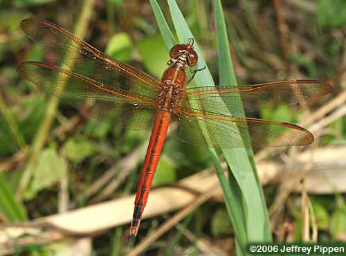 Needham's Skimmer (Libellula needhami)