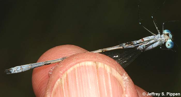 Northern Spreadwing (Lestes disjunctus)
