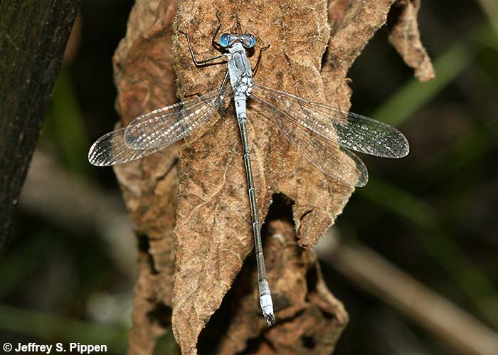 Northern Spreadwing (Lestes disjunctus)
