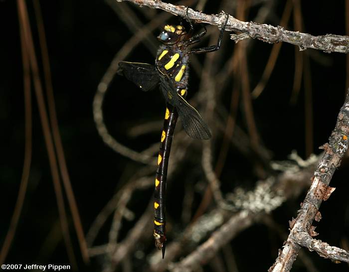 Pacific Spiketail (Cordulegaster dorsalis)