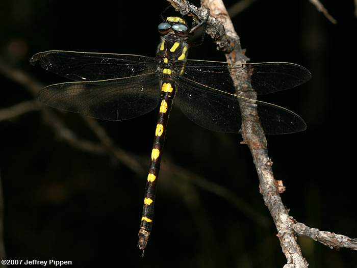 Pacific Spiketail (Cordulegaster dorsalis)