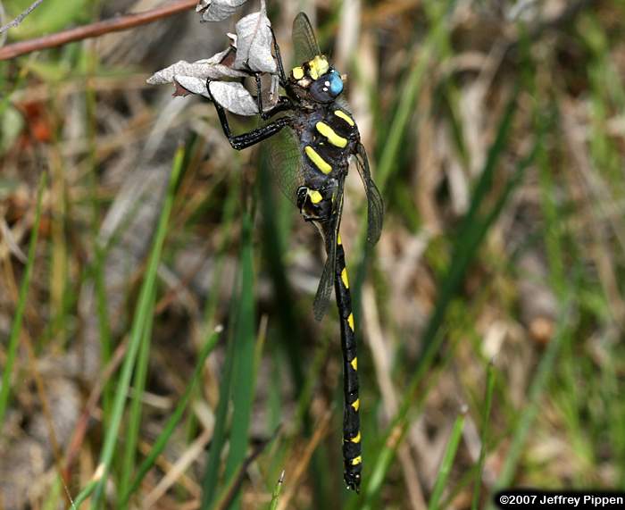 Pacific Spiketail (Cordulegaster dorsalis)