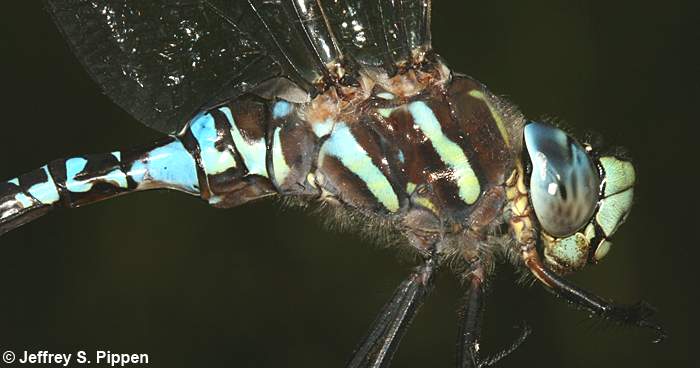 Paddle-tailed Darner (Aeshna palmata)