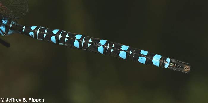 Paddle-tailed Darner (Aeshna palmata)