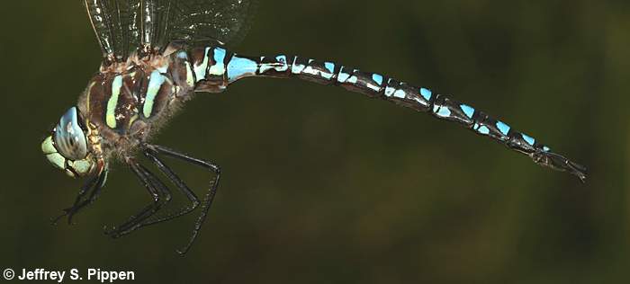 Paddle-tailed Darner (Aeshna palmata)