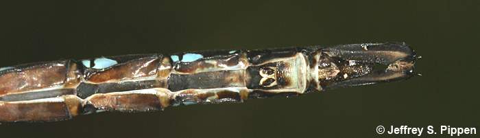 Paddle-tailed Darner (Aeshna palmata)