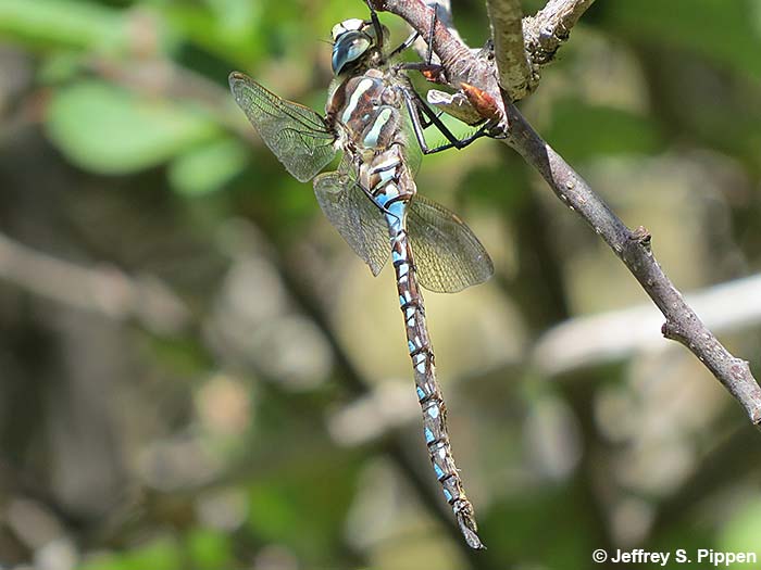 Paddle-tailed Darner (Aeshna palmata)