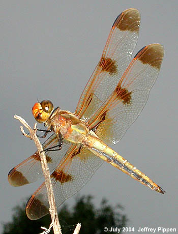 Painted Skimmer (Libellula semifasciata)