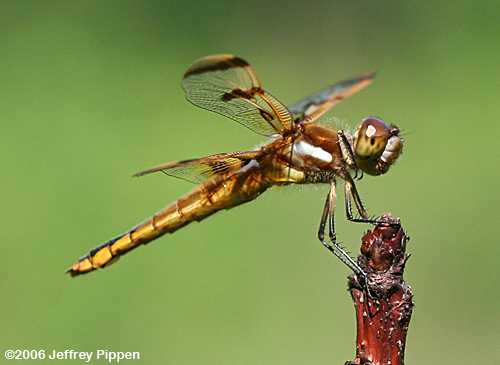Painted Skimmer (Libellula semifasciata)